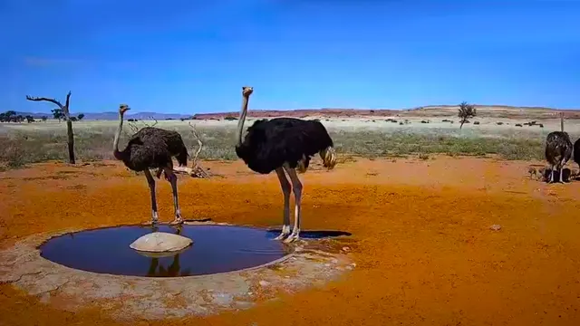 Namib Desert Waterhole — Namib Desert